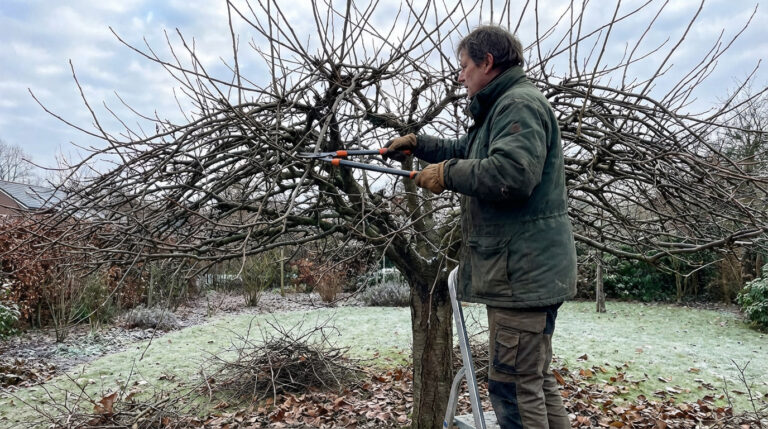 Un homme taille un mûrier platane avec un sécateur de force en hiver. Le sol est givré, des branches jonchent le sol.